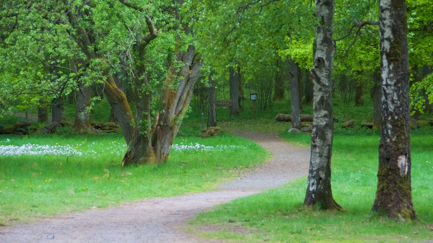 En slingrande skogsstig om våren