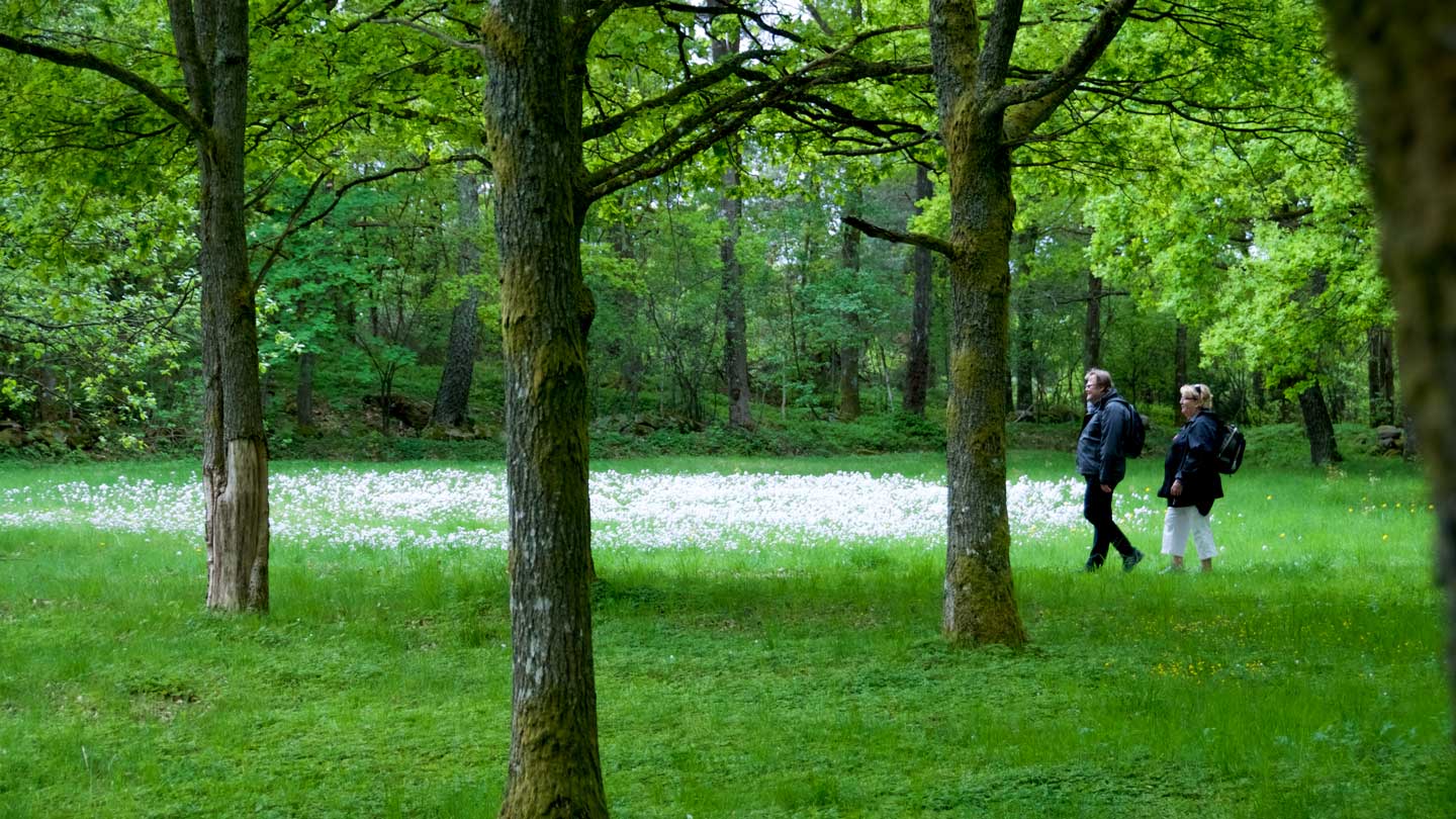 Strukturerade samtal, två och två, under en vägledd vandring